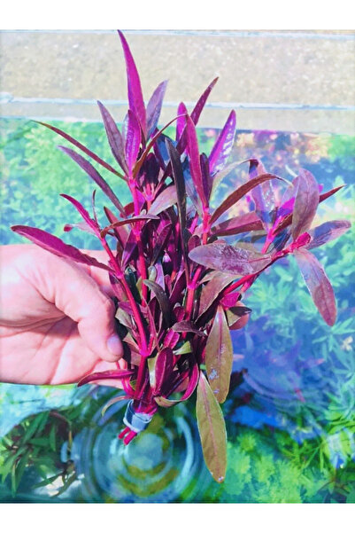 Aydın Akvaryum Alternanthera Sessilis Akvaryum Bitkisi,canlı Bitki 5 Dal