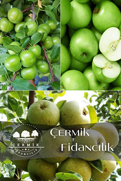ÇERMİK FİDANCILIK 3 Çeşit Karışık Meyve Fidanı Can Erik , Yeşil Elma Ve Ankar...
