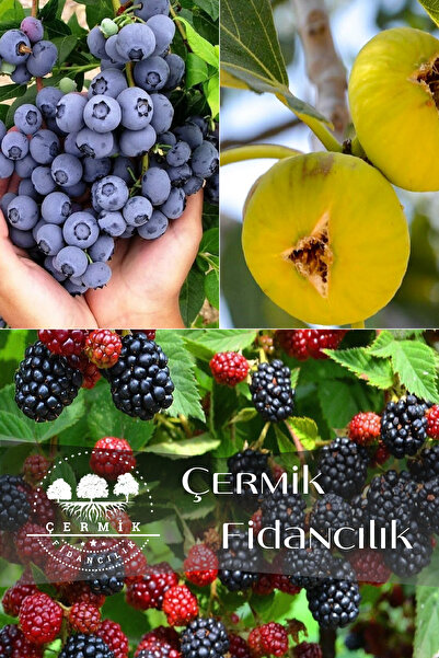 ÇERMİK FİDANCILIK 3 Çeşit Karışık Meyve Fidanı Yaban Mersini , Sarı İncir Ve Böğürtlen