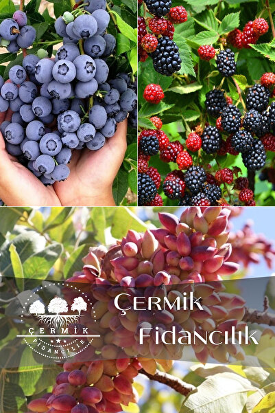 ÇERMİK FİDANCILIK 3 Çeşit Karışık Meyve Fidanı Yaban Mersini , Böğürtlen Ve Antep Fıstığı