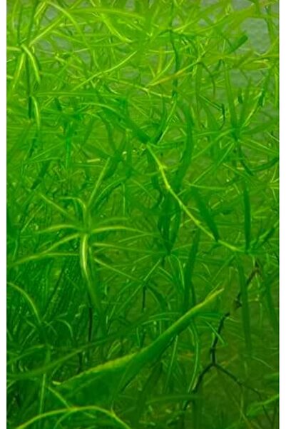 senbio Lepistes otu 5 dal 5 dal (5dal) sadece 5 dal