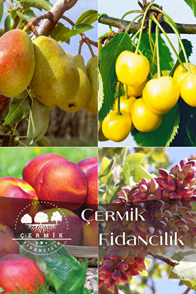 ÇERMİK FİDANCILIK 4 Çeşit Karışık Meyve Fidanı Armut, Nektarin, Antep Fıstığı...