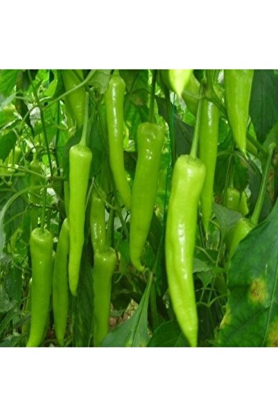 Köy Tohumları 50 Adet Tohum Zehir Acı Nadir Çarliston Koyu Acı Çarliston Char...