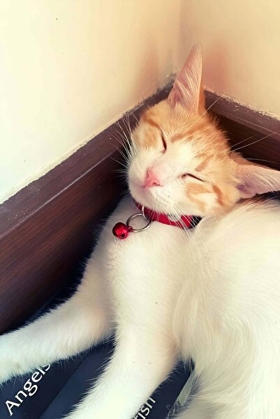 soonaksesuar 1.5 cm Leather Cat Collar with Bell - NPC010