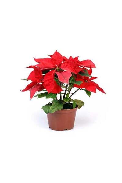 E-fidancim Yaprak Dökmeyen Poinsetia Atatürk Çiçeği Fidesi (2 Adet)