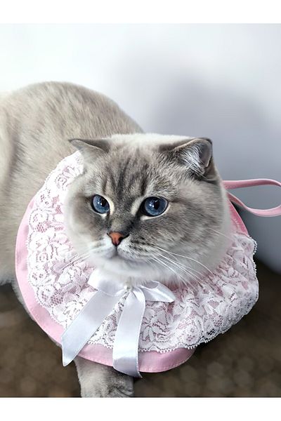 Quun Cat Dog Collar Collar Neck Collar Cute Collar Gift Petshop