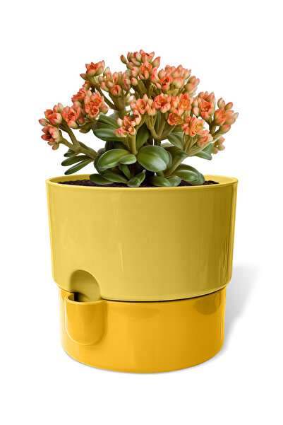 ToXA 1 Litre Sarı Dora Saksı Dekoratif Tabaklı Çiçek Kaktüs Saksısı Parlak Plastik Saksı