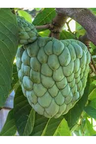 Köy Tohumları 3 Adet Tohum Nadir Tropikal Çerimoya Meyve Ağaç Ağacı Tohumu He...