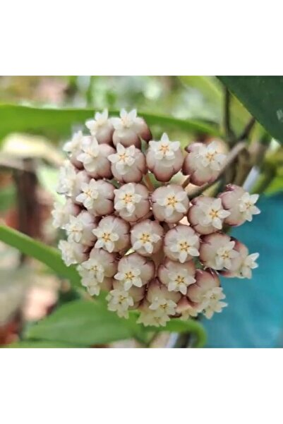 PLANT Hoya Rigidifolia Mum Çiçeği