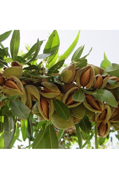 Köy Tohumları 2 Adet Tohum Nadir Organik Badem Ağacı Ağaç Tohumu Kaliteli Taz...