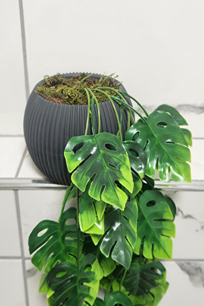 ALSHOP Saksıda Deve Tabanı Saksı Çiçek Sarkıt Süsleme 50 Cm Antrasit