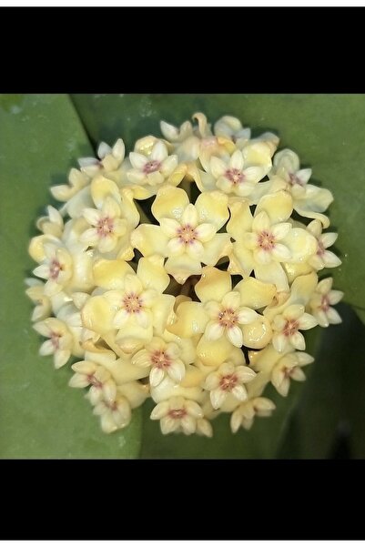 PLANT Hoya Vitellinoides Mum Çiçeği