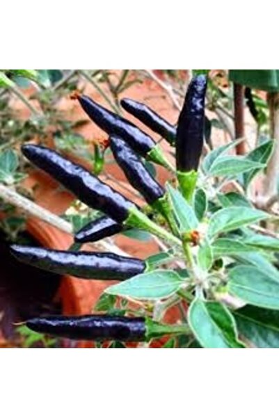 Köy Tohumları 50 Adet Tohum Organik Acı Siyah Cin Turşuluk Süs Biberi Tohumu ...