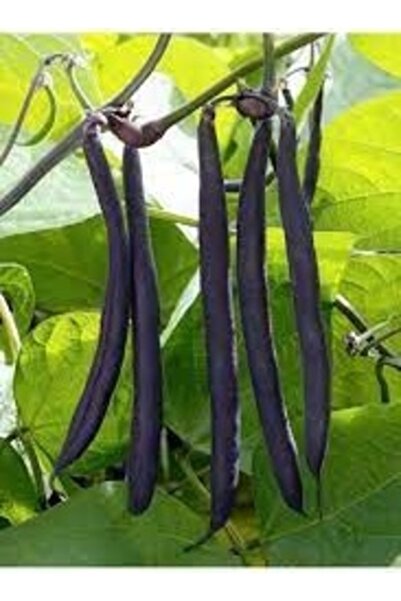 Köy Tohumları 50 Adet Tohum Nadir Organik Olive Bean İthal Siyah Fasulye Tohu...