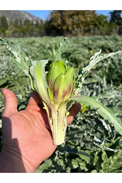 KARYA ENGİNAR&GIDA Körpe Bebek Enginar (20 adet)