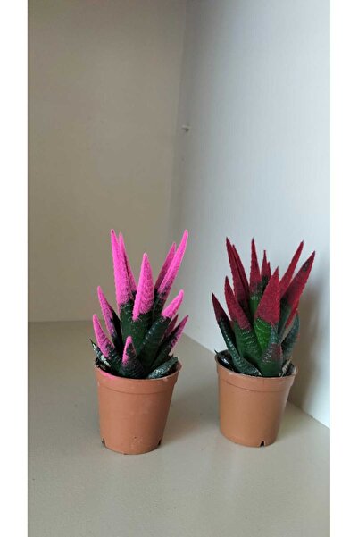 YSR HOME Kadife Kaplama Sukulent İkili Pembe ve Kırmızı 5.5 cm Saksıda Ev,Ofis,Salon Bitkisi
