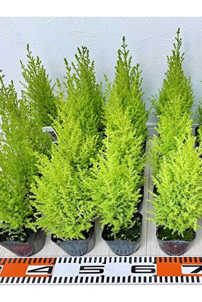 serada decor & plant Kokulu Limon Çamı Fidanı 40 Adet Tüplü 15-30cm (Hesperoc...