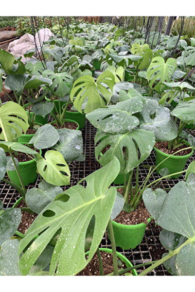 Gardenbox Deve Tabanı(40-50cm)-Sarı Kılıç(15-30cm)-Aleovera(15-30cm)-Tül Kuşkonmaz (15-30cm)