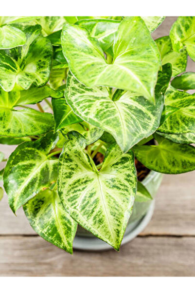 Gardenbox Melek Kanadı Çiçeği 1 ADET Saksılı Ok Başı Sarmaşığı (Syngonium)