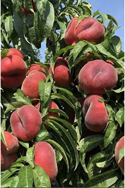 AYDOĞDU Tüplü Paraguaya Yarı Bodur Yassı Şeftali Fidanı