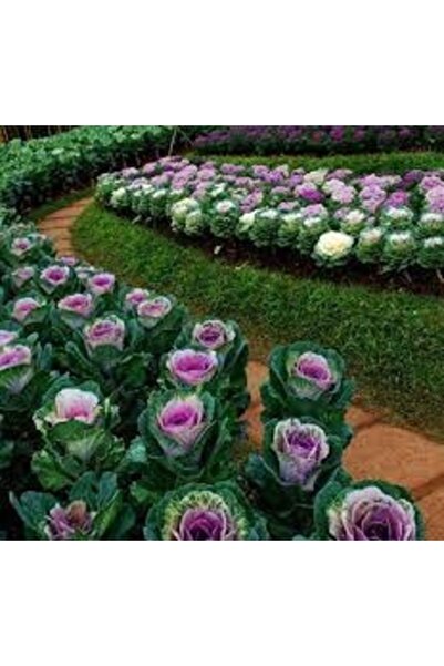 Tohumcumm 20 Adet Tohum Nadir Organik Karışık Renkli Süs Lahana Çiçeği Tohumu...