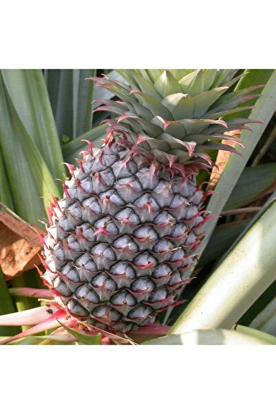 Berke Fidancılık Saksıda Ananas Meyvesi Fidanı (Abacaxi Cinsi)