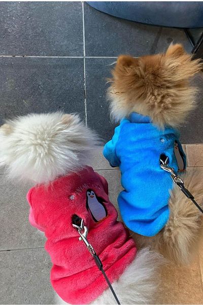 salya store Ultra Soft Velvet Texture - Small and Medium Breed Dog Outfit