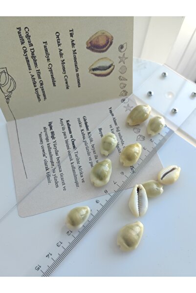 Seashell Rio Şans ve Refah Sembolü: Money Cowrie Bilgi Kartı & Otantik 10 Mon...