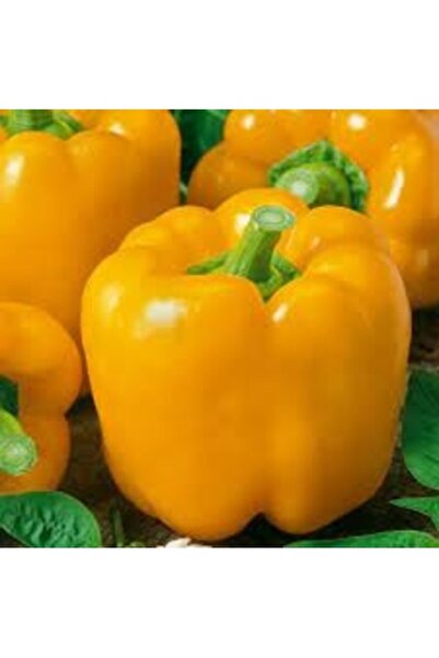 Köy Tohumları 100 Adet Tohum Nadir Organik Hobi Bahçe Sarı Dolmalık Tatlı Bib...