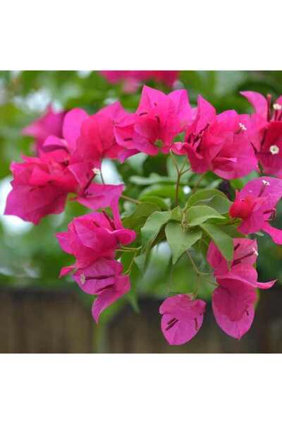 Genel Markalar Tüplü Pembe Çiçekli Begonvil Fidanı(1m i1e 1.5m)