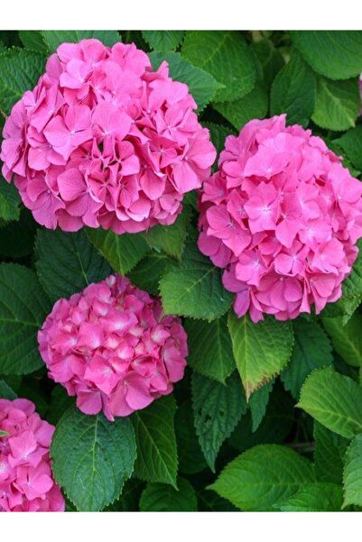 The Best Online Thebestonline Pembe Ortanca Fidanı Fidesi 10 30 Cm Hydrangea ...