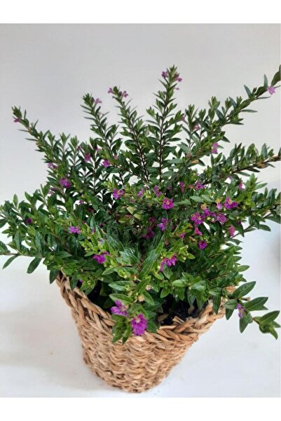 Green Küfeya Çiçeği Fidanı Mor 10-20 cm