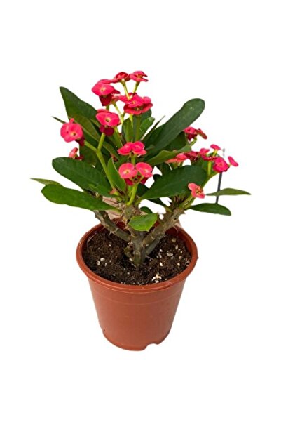 Mimoza Efhorbia Dikenler Tacı Çiçeği Kırmızı 10-20 cm