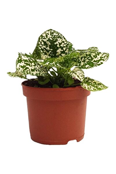 Viens Garden Hypoestes Hostes Çiçeği Çilli Beyaz 10-20 Cm