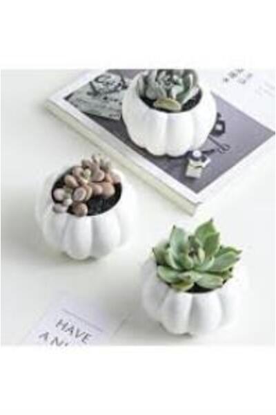 Mimoza Bitki Market Sukulent Kaktüs İçin Dekoratif Beyaz Balkabağı Saksı 1 Adet