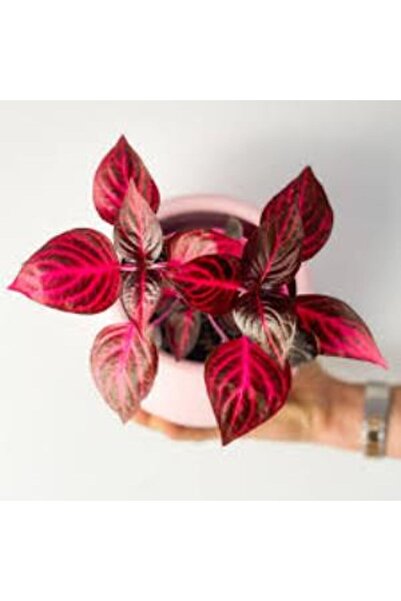 Mimoza Kırmızı Çingene Şalvarı Çiçeği 10-20 cm