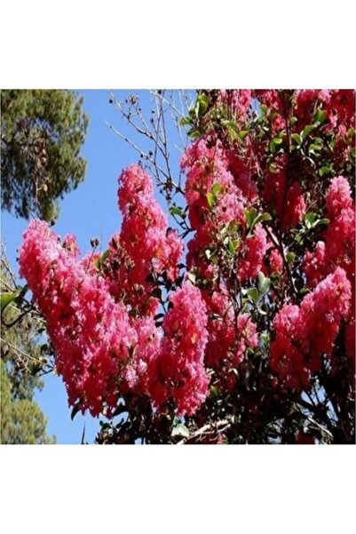 Mimoza Kırmızı Oya Çiçeği Fidanı 30-50 cm
