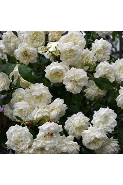 Mimoza Quen Yediveren Kokulu Beyaz Sarmaşık Gül Fidanı 10-20 cm