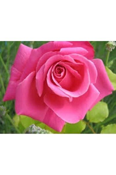 Önderler Pink Pembe Yediveren Aşılı Saksıda Gül Fidanı 10-20 Cm