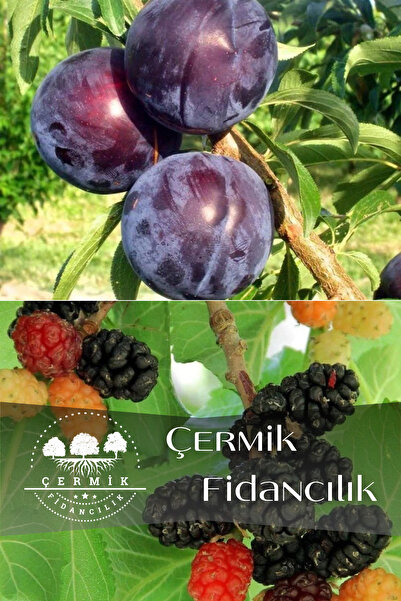 ÇERMİK FİDANCILIK 2 Çeşit Karışık Meyve Fidanı Kara Erik ve Kara Dut