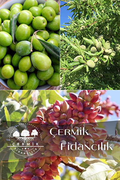 ÇERMİK FİDANCILIK 3 Çeşit Karışık Meyve Fidanı Zeytin, Badem Ve Antep Fıstığı