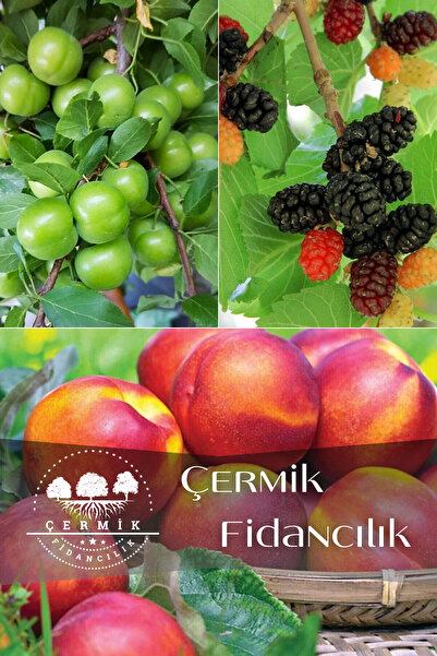 ÇERMİK FİDANCILIK 3 Çeşit Karışık Meyve Fidanı Can Erik , Kara Dut Ve Nektarin