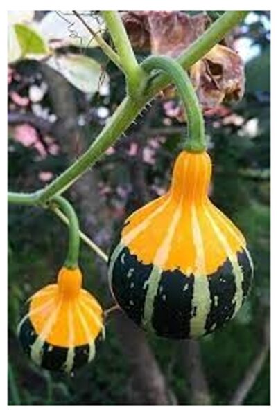 Köy Tohumları 5 Adet Tohum Nadir Organik Sarı Yeşil Süs Çin Mini Kabak Tohumu...