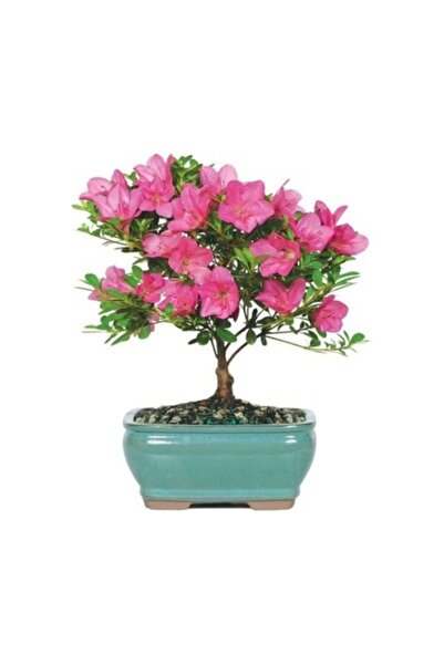 Köy Tohumları 5 Adet Tohum Nadir Organik Orkide Ağacı Bonsai Tohumu Mis Kokul...