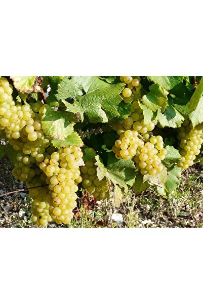 bitkifidan 2 Yaş İtalya Kokulu Misket Üzüm Fidanı