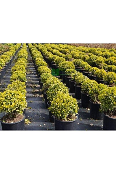 bitkifidan 50'li Altuni Taflan