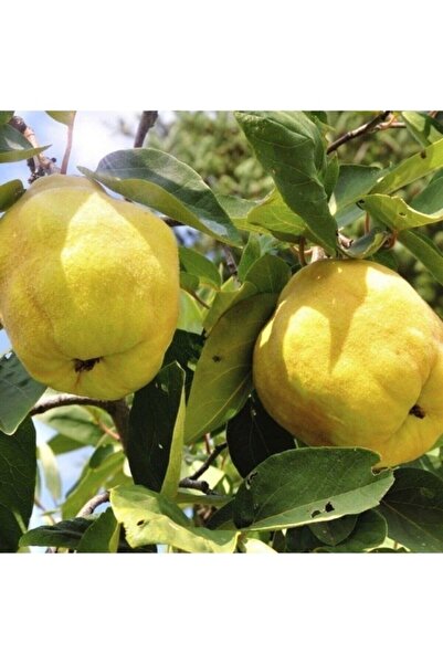 Köy Tohumları 10 Adet Tohum Nadir Organik Ayva Ağacı Ağaç Tohumlu Bol Verim T...