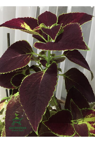 serada decor & plant Bordo Kolyos Yaprak Güzeli Çiçeği 1 ADET Saksılı 10-15Cm
