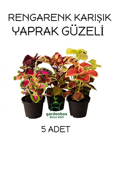 Karışık Yaprak Güzeli Seti 5 ADET Saksılı 10-20Cm kolyos (Coleus)