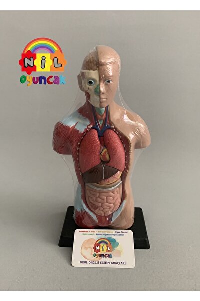 niloyuncak Insan Vücudu Sök-tak Modeli (27CM 8 PARÇA)